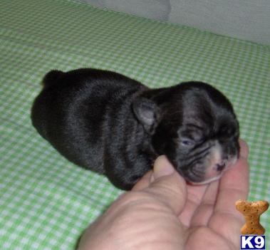 Puppies in OK